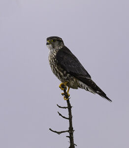 A merlin, perched atop a tree at Pack Monadnock. (photo © Chuck Carlson)