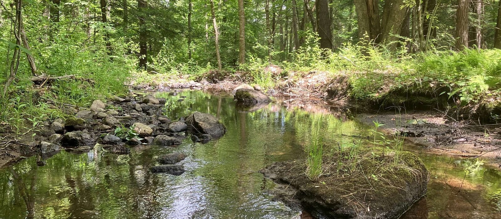 A brook with an exceptional riparian corridor flows through a new conservation property on Middle Road (photo © Eric Masterson)