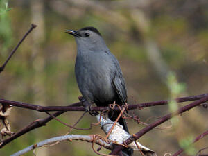 A Gray Catbird, perched on a branch. (photo © Meade Cadot)