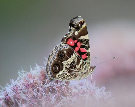 American Lady butterfly on Joe pye weed flower. (photo © iNaturalist user slamonde)