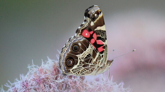 American Lady butterfly on Joe pye weed flower. (photo © iNaturalist user slamonde)