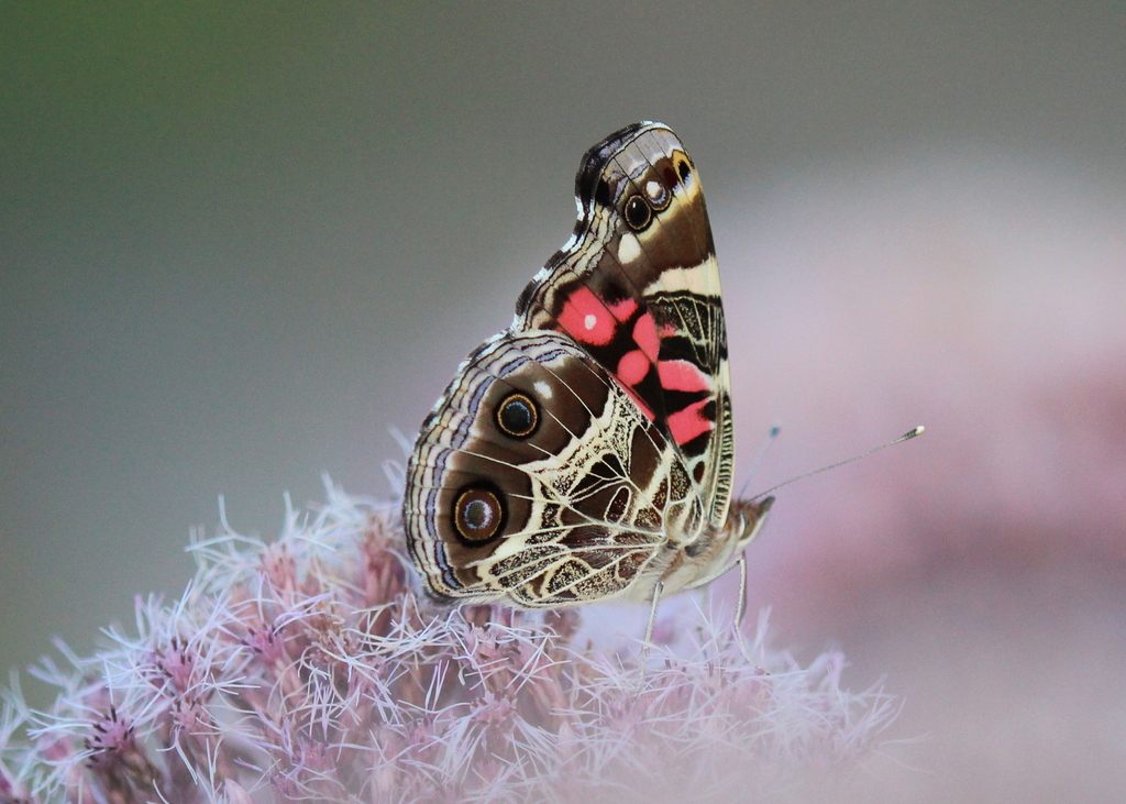 American Lady butterfly on Joe pye weed flower. (photo © iNaturalist user slamonde)