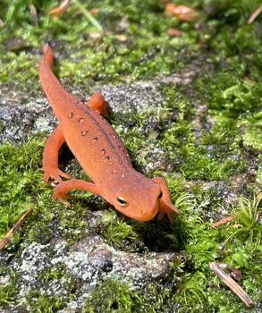 Eastern newt. (photo © iNaturalist user malloryroof)