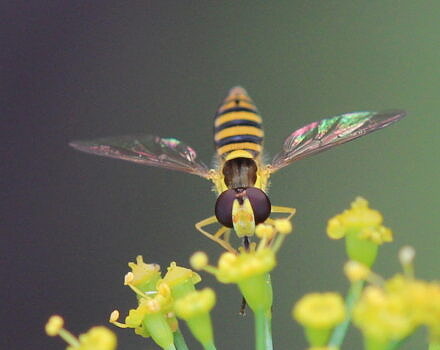 Globetail species. (photo © iNaturalist user slamonde)