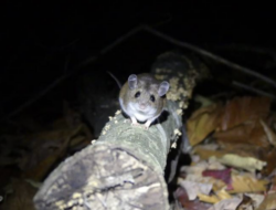A mouse on a branch near the ground, at nighttime. (photo © Anna Marie Saenger)