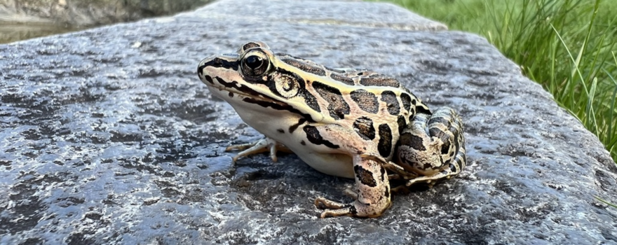Pickerel frog. (photo © iNaturalist user brett-amy-thelen)