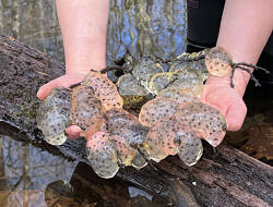 Two hands holding a cluster of more than a dozen spotted salamander egg masses. (photo © Russ Cobb)