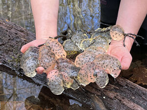 Two hands holding a large cluster of spotted salamander eggs. (photo © Russ Cobb)