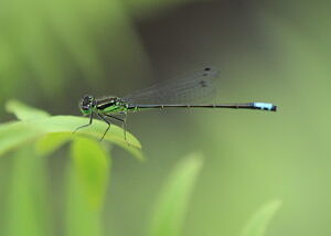 Eastern forktail (a neon green, black, and blue damselfly) against a green background. (photo © iNaturalist user slamonde)