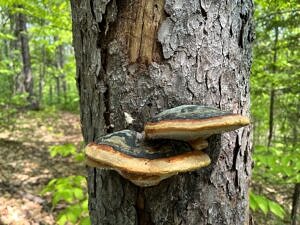 Northern red belt mushroom growing on a tree. (photo © iNaturalist user dontas