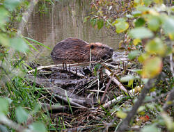 A beaver chews a small stick near a beaver dam in Peterborough, New Hampshire. (photo © Francie von Mertens)