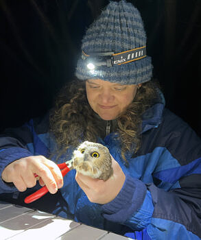 Banding Assistant Annamarie Saenger carefully secures a band on the leg of a saw-whet owl.<br/>(photo © Brett Amy Thelen)