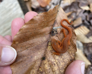 An Eastern newt on a brown beech leaf. (photo © iNaturalist user audreylouise)