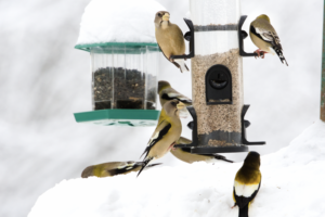 Seven Evening Grosbeaks feed at snow-covered feeders. (photo © iNaturalist user lma82)
