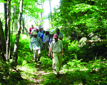 A group of hikers walks down a green forest path.