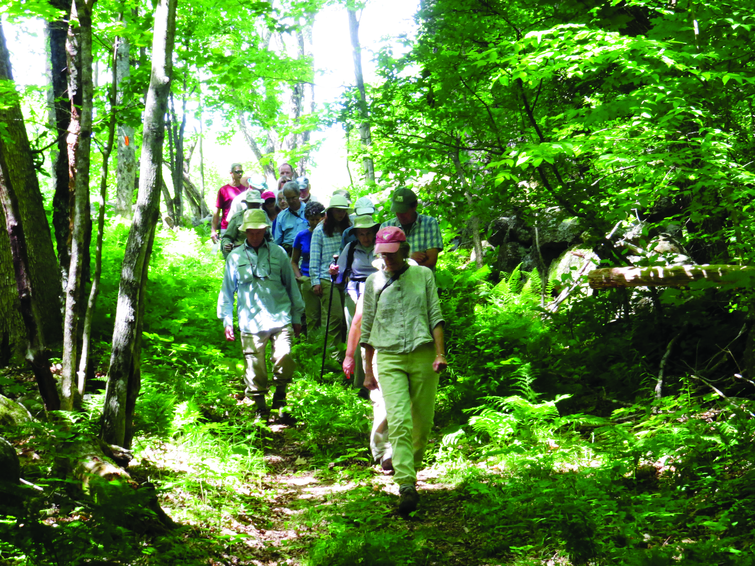 A group of hikers walks down a green forest path.