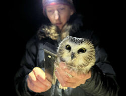 Hillary Siener measures a saw-whet owl wing chord by headlamp. (photo © Brett Amy Thelen)