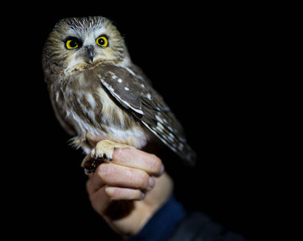 Banding offers a rare opportunity for close-up looks at these charistmatic birds of prey.<br/>(photo © Ben Conant)