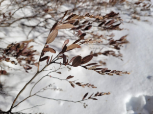 Brown colored leatherleaf against a snowy ground. (photo © iNaturalist user stevetobin)