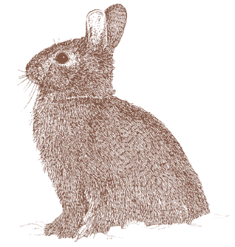 A line drawing of a cottontail. (© USFWS)