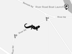 A map of the River Road amphibian crossing site in Henniker, NH