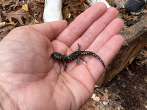 A small spotted salamander held in hand. (photo © Brett Amy Thelen)