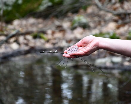 A hand holds an egg mass in front of a vernal pool. (photo © Audrey Dunn)
