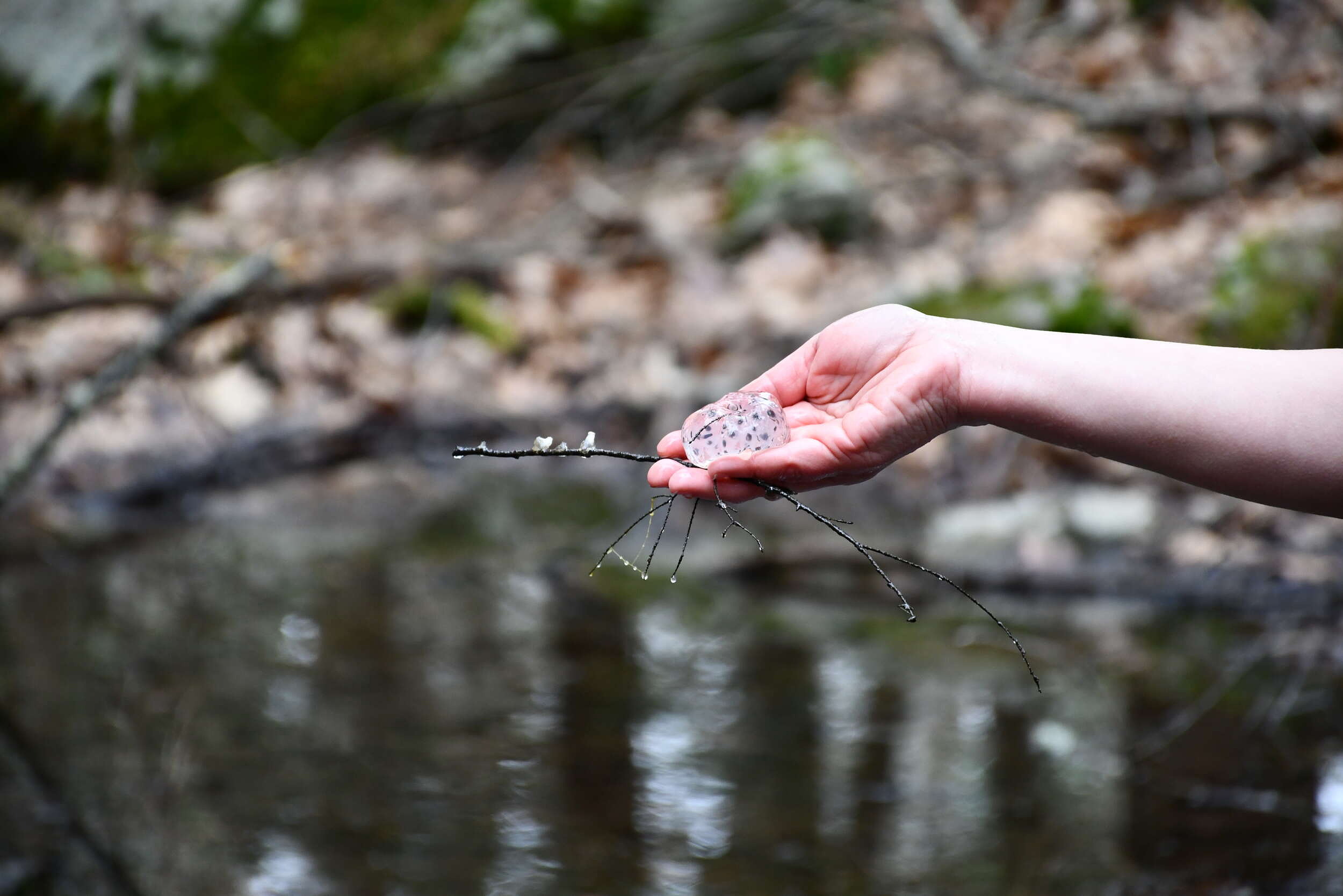 A hand holds an egg mass in front of a vernal pool. (photo © Audrey Dunn)
