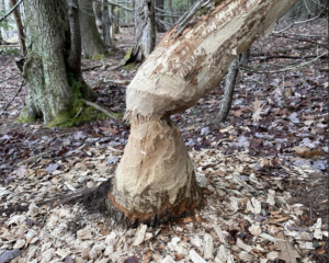 A tree felled by beavers, with fresh wood shavings scattered around the base. (photo © Audrey Dunn)