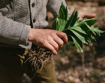A person walking through the woods while holding a cluster of wild ramps. (photo © Canva Commons)