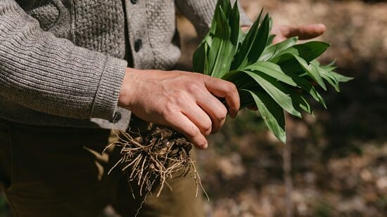 A person walking through the woods while holding a cluster of wild ramps. (photo © Canva Commons)