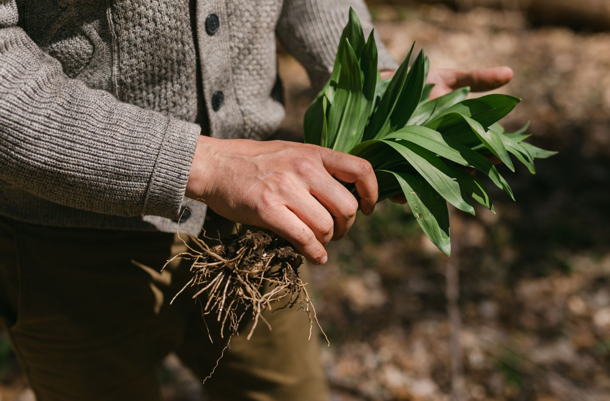 A person walking through the woods while holding a cluster of wild ramps. (photo © Canva Commons)