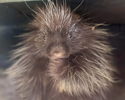A porcupine looks at the camera. (photo © Winchester Wildlife Rescue & Rehabilitation)