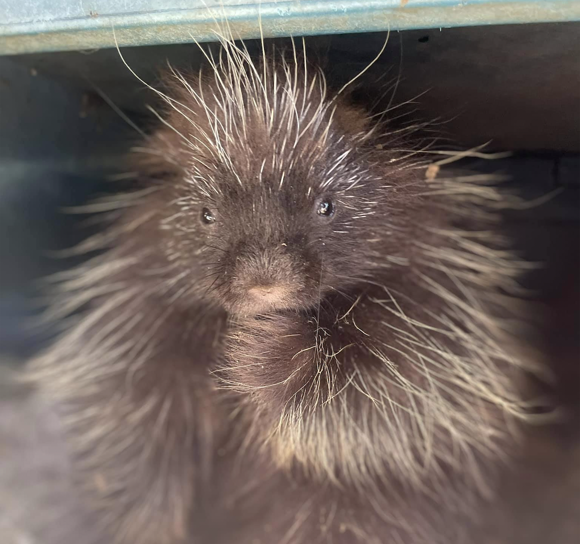 A porcupine looks at the camera. (photo © Winchester Wildlife Rescue & Rehabilitation)