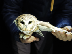 A saw-whet, held in hand, with a wing outstretched. (photo © Leah Stahmann)