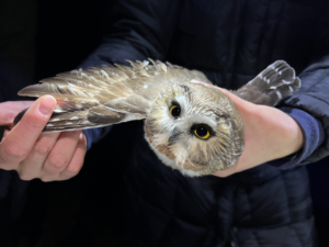 A saw-whet in hand, wing spread. (photo © Brett Amy Thelen)