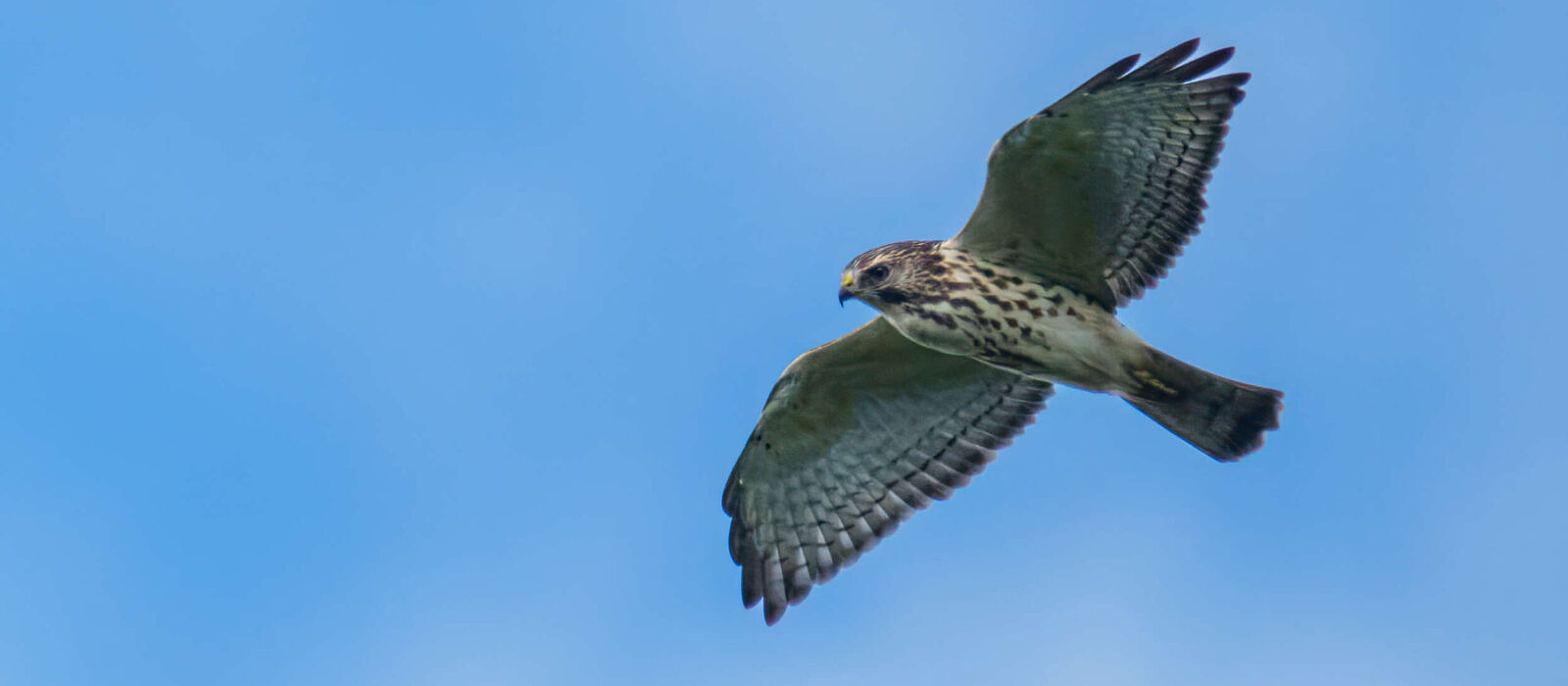 A Broad-winged Hawk soars over Pack Monadnock. (photo © Tom Momeyer)