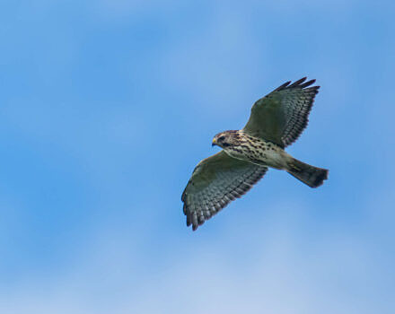 A Broad-winged Hawk soars over Pack Monadnock. (photo © Tom Momeyer)