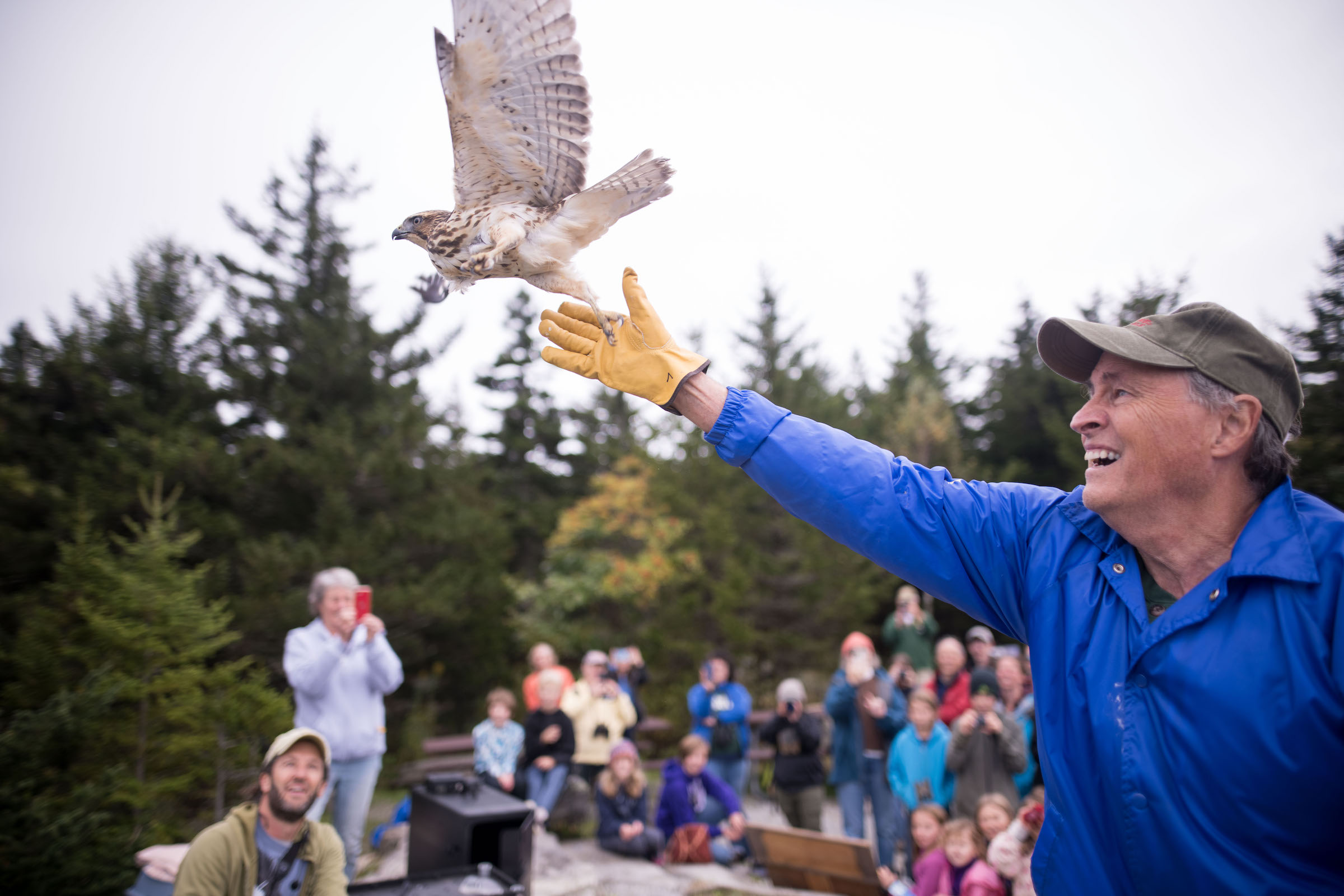A rehabilitated Broad-winged Hawk is released to soar the skies once more. (photo © Ben Conant)