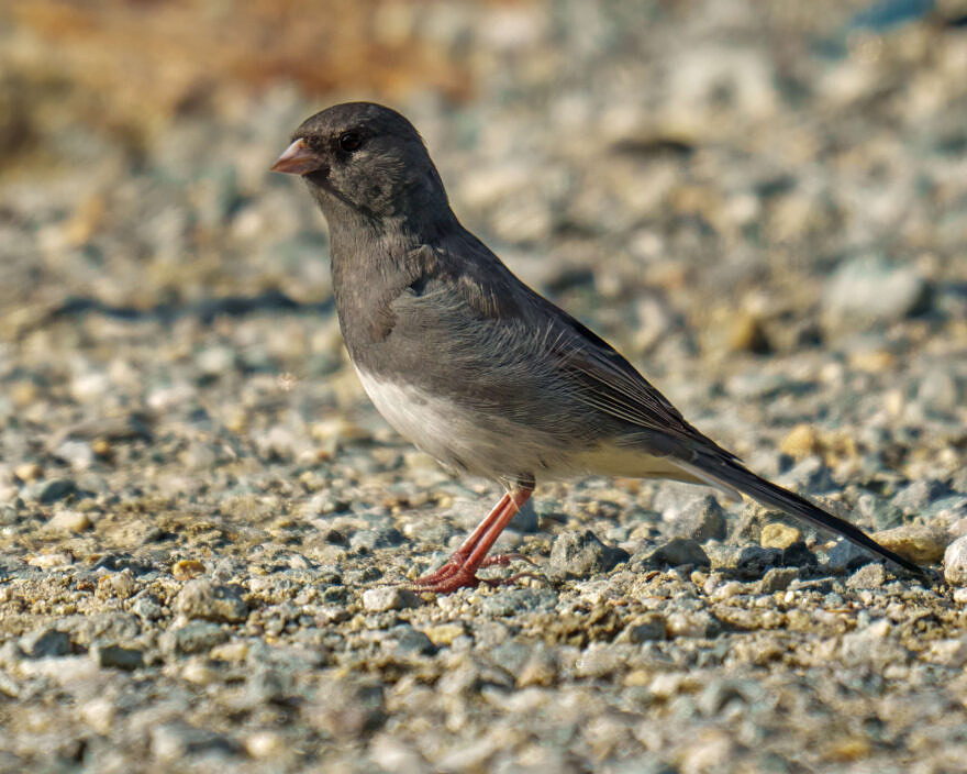 A Dark-eyed Junco on the gravelly ground. (photo © Tom Momeyer)