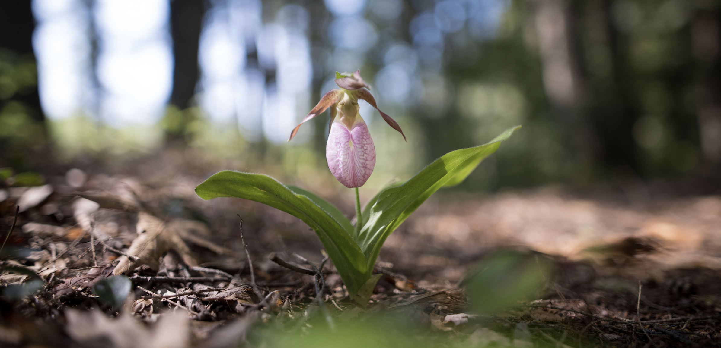 A pink lady's slipper grows on a trail in Harrisville. (photo © Ben Conant)