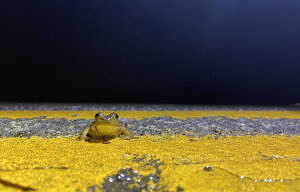 A juvenile bullfrog pauses on the yellow centerline of a paved road. (photo © Taylor Jackson)