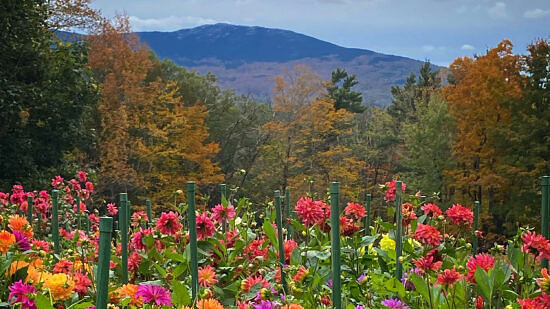 A colorful flower garden, with Mount Monadnock visible in the distance. (photo © Eleanor Briggs)