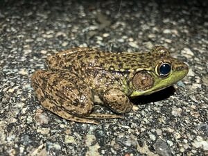 A green frog pauses in the middle of a road. (photo © Phil Brown)