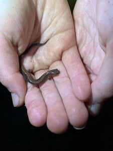 Two hands holding a red-backed salamander. (photo © Beckley Wooster)