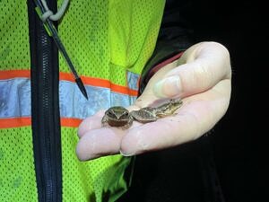 A person wearing a reflective vests holds two spring peepers in one hand. (photo © Brett Amy Thelen)