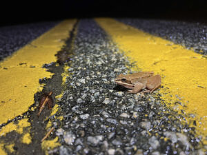 A wood frog crosses a yellow centerline on North Lincoln Street in Keene. (photo © Brett Amy Thelen)