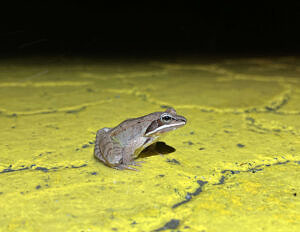 A wood frog pauses on a yellow speed hump. (photo © Brett Amy Thelen)