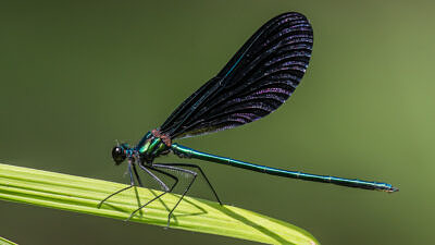 An Ebony Jewelwing damselfly perches on a stem of grass. (photo © Frank Gorga)