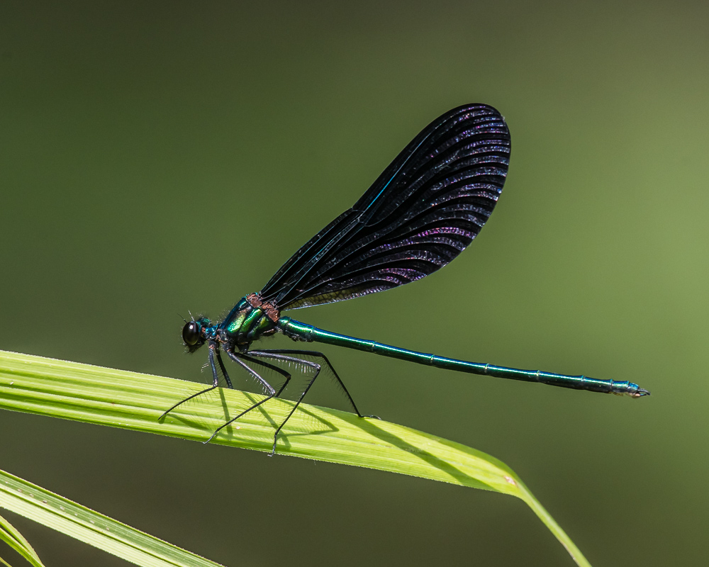 An Ebony Jewelwing damselfly perches on a stem of grass. (photo © Frank Gorga)